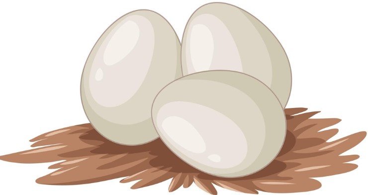 Eggs